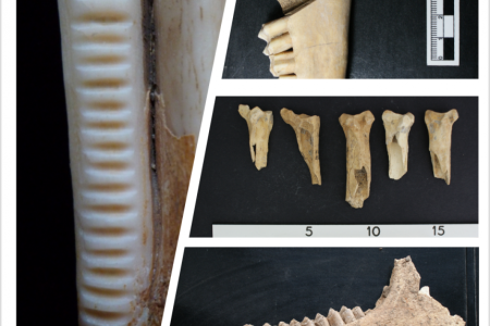 stable isotope analysis of bones